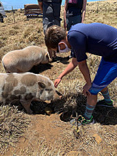 Big Island Farm Sanctuary