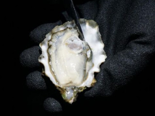 Fanny Bay Oyster