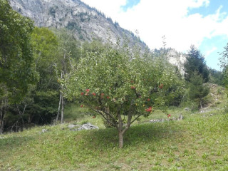 Monaci