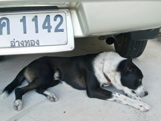 กุ้ง ข้าวต้ม