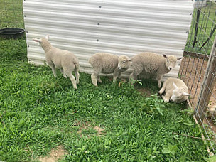 Town Line Dairy Farm