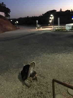 Lanchonete E Roda Dagua, Carandai Mg.