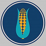 Maize