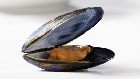 C9. 1/2 Lb Black Mussels