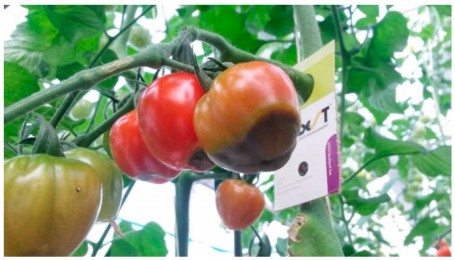 Tomato Tubes