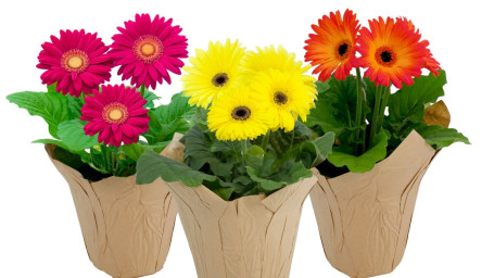 6 Gerbera In Pot Cover