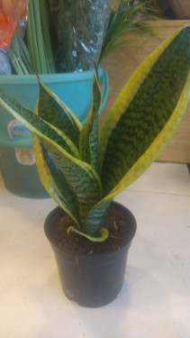 Remakable Sansevieria Terrarium