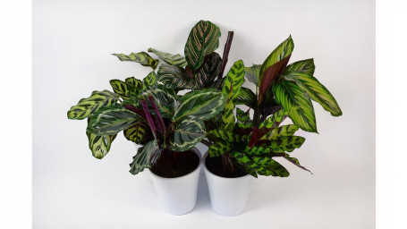 Calathea In Overpot