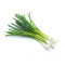 Spring Onion Bunch