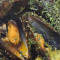 Black Mussel 20 Pieces