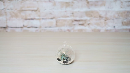 Glass Orb Air Plant