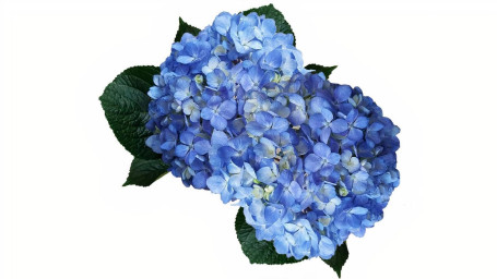 Debi Lilly Hydrangeas