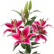 Debi Lilly Oriental Lily