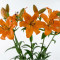 Asiatic Lilies