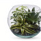 Sphere Of Tranquility Terrarium