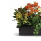 Stylish Plant Assortment