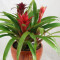 Bromeliad Garden