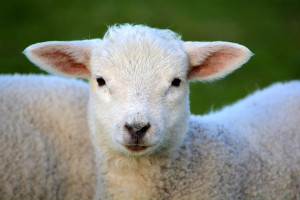 Agnello