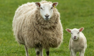 Agnello
