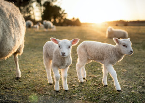 Agnello