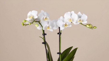 White Orchid Plant