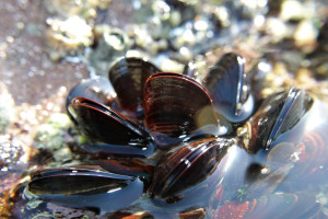 Cozze