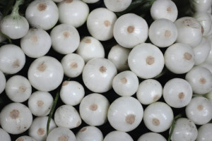 Cipolla Uttapam