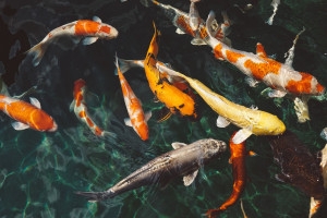 Frittura Di Pesce