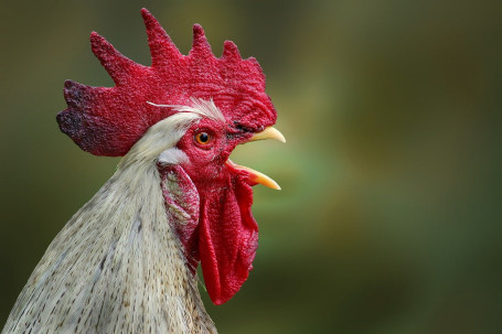 Carbonara Di Gamberi E Pollo