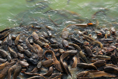 Cena A Base Di Pesce Gatto