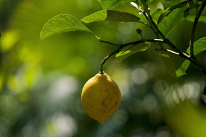 Limone