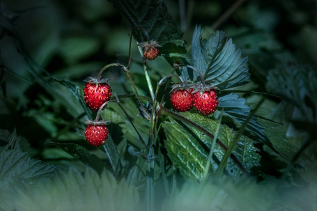 Verdura Bacca Selvatica