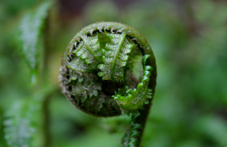 Rotolo Dello Yorkshire