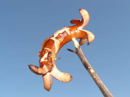 Polpetta Di Salsiccia