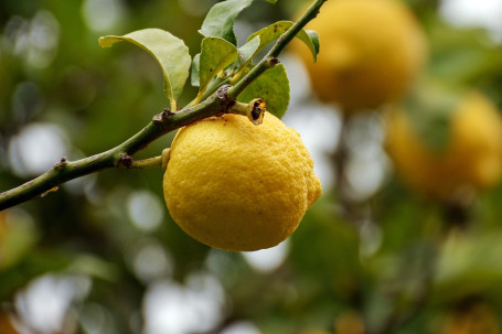 Bottiglia Di Aquarius Limone (500Ml)