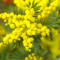 Mimose Senza Fondo