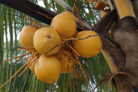 Vita Coco Acqua Di Cocco