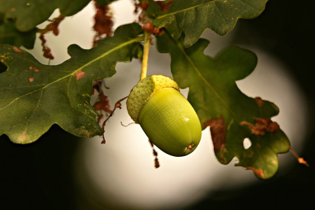 Quercia Argento, Valle Di Alexander