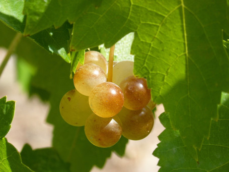 Verdejo Macabeo, El Zondaz, Spagna