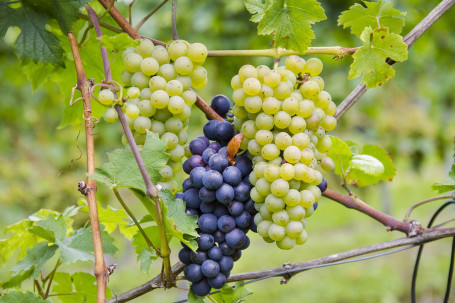 Pinot Grigio, Italia