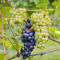 Flowers, Pinot Noir, Costa Di Sonoma, California