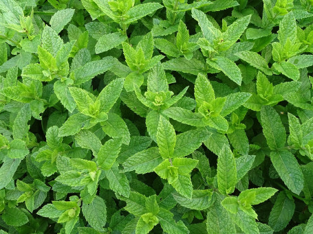 Tè Alla Menta Marocchino