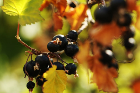 Frullato Di Ribes Nero