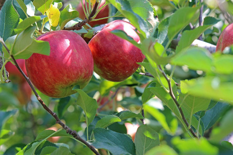 Succo Di Mela Verde