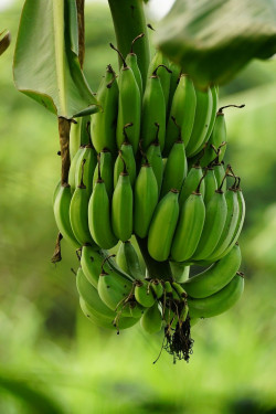 Crema Di Banana E Frutti Di Bosco