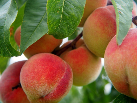 Bellini Alla Pesca Bianca