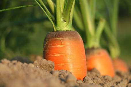 Latte Di Carota