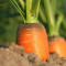 Rotolo Di Carota