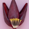 Fiore di banana