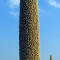 Bajra